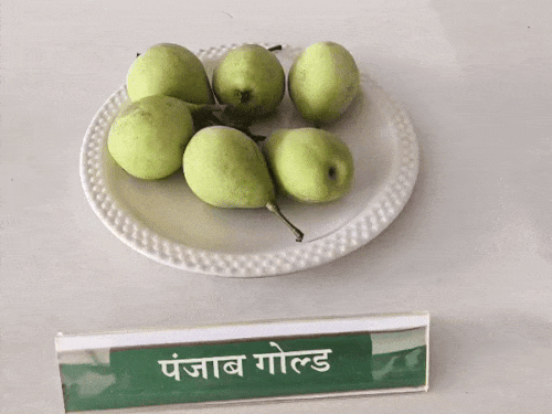 फळ महोत्सवात विविध प्रकारच्या नाशपाती आल्या.