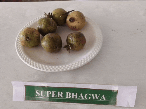 फळ महोत्सवात आणलेल्या डाळिंबाच्या जाती.