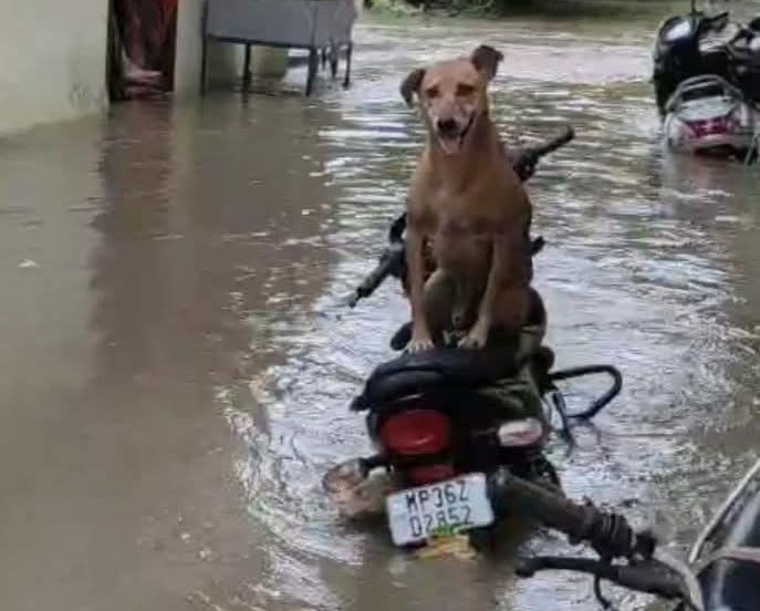 टीकमगढ़ में कई इलाकों में जलभराव हो गया है। यहां एक डॉग बाइक पर खुद को पानी से बचाते दिखा।