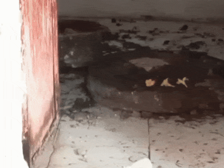 मंदिर का शिवलिंग खोदकर खंडित किया। - Dainik Bhaskar