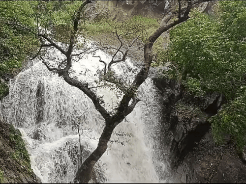 सिरोही जिले के माउंट आबू में रविवार सुबह तेज बारिश के बाद पहाड़ी से झरना बहा।