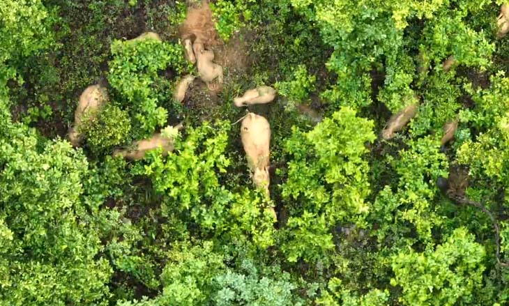 हाथियों के दल की ड्रोन कैमरे से लगातार की जा रही निगरानी।