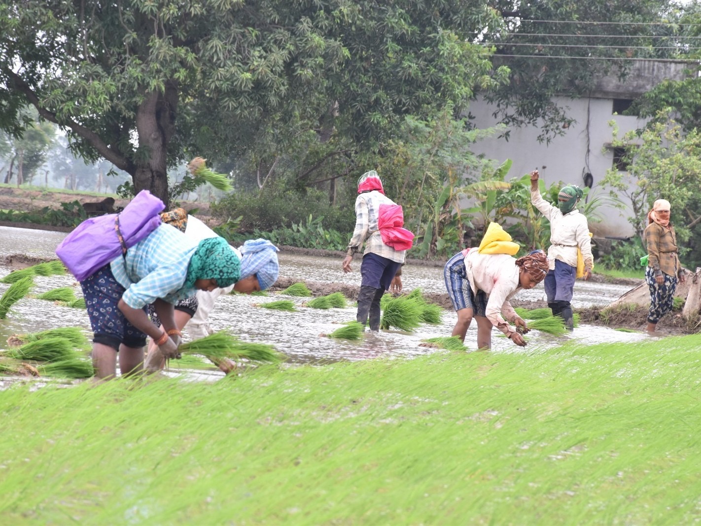राजनांदगांव जिले में अभी तक केवल 55% क्षेत्र में ही धान की बुआई हो पाई है।