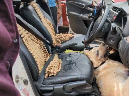 कार का गेट खोलने पर डॉग बेसुध ड्राइविंग सीट और स्टेयरिंग के बीच पड़ा मिला।