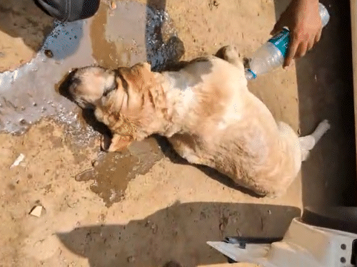 लोगों ने किसी तरह से डॉग को कार से बाहर निकाला और पानी पिलाया। इसके बाद हॉस्पिटल ले गए, जहां डॉक्टर ने उसे मृत घोषित कर दिया।