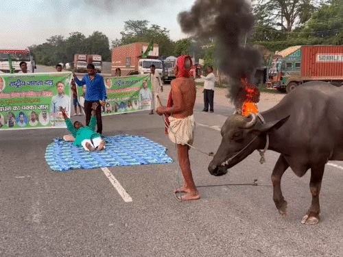 In Vaishali, the RJD leader lay on the National Highway by laying a sheet. Buffalo also erected.