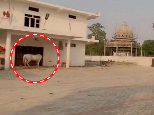 Baba has kept horses and dogs of abroad.