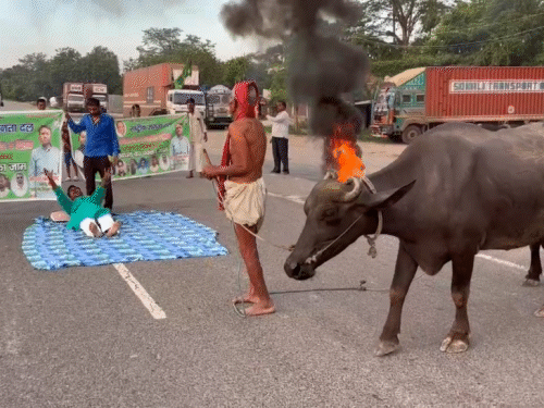 वैशाली में RJD नेता चादर बिछाकर नेशनल हाईवे पर लेट गया। भैंस को भी खड़ा कर दिया।