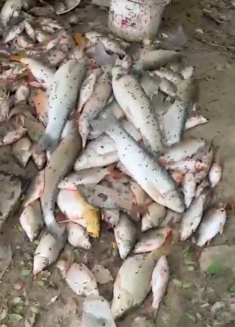 तालाब से निकाली गईं मरी मछलियां।