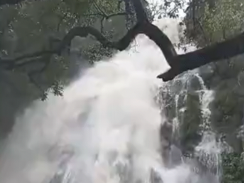 हिल स्टेशन पचमढ़ी में घने जंगल के बीच वाटर फॉल का बहाव भी बढ़ गया है।