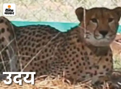 On 23 April 2023, male leopard Uday died of a heart attack.
