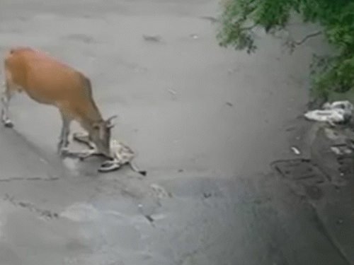 बछड़े की कराहने की आवाज सुनकर दौड़ कर पास पहुंची गाय।