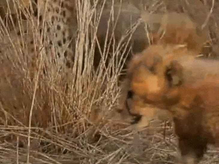 Cheetah Gamini was living in the enclosure in Kuno with 5 cubs. A cub forest staff was found in an injured condition.