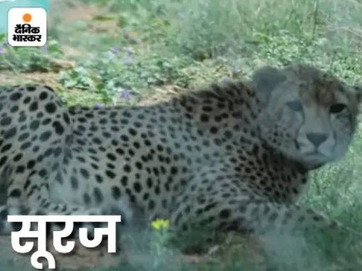 It is estimated that the sun also killed in the mutual conflict of the cheetahs.