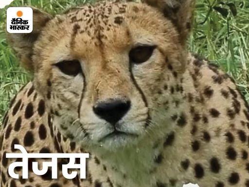 On 11 July 2023, male cheetah Tejas died in a mutual conflict.