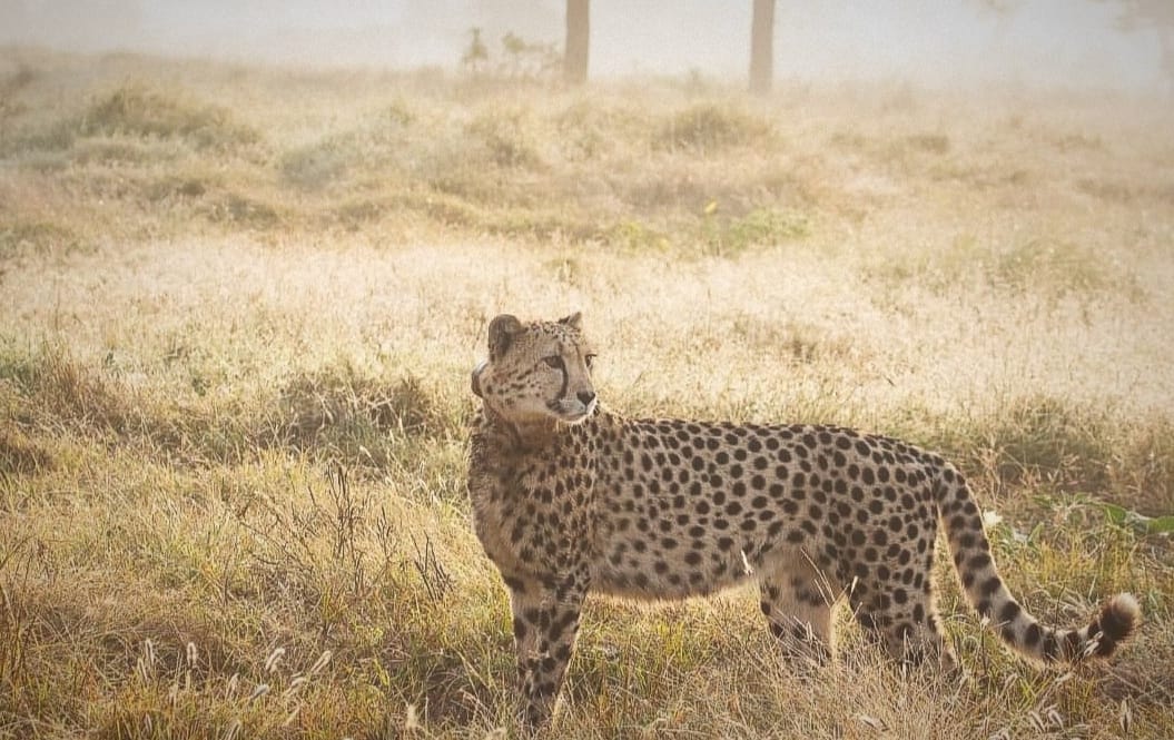 The 8 -year -old female cheetah Nabha died on Saturday. (File)