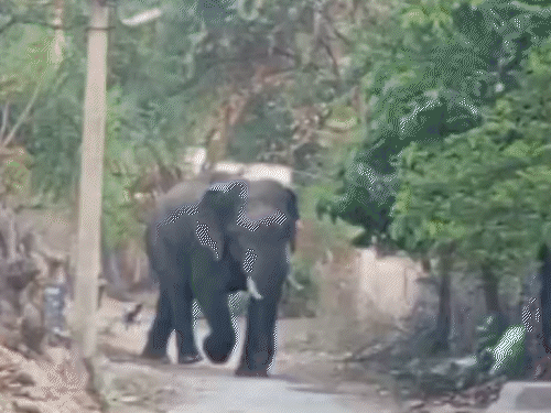 77 गांवों के जंगलों में बिजली के तार झूल रहे हैं, जिसकी चपेट में आने से हाथियों की जान जा रही है। हाथी गांव में घुस रहा है। (फाइल फोटो)