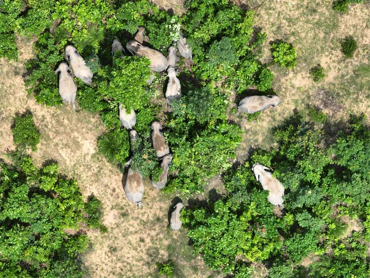 रेलवे ट्रैक के पास 17 हाथियों का दल ड्रोन कैमरे में कैद हुआ