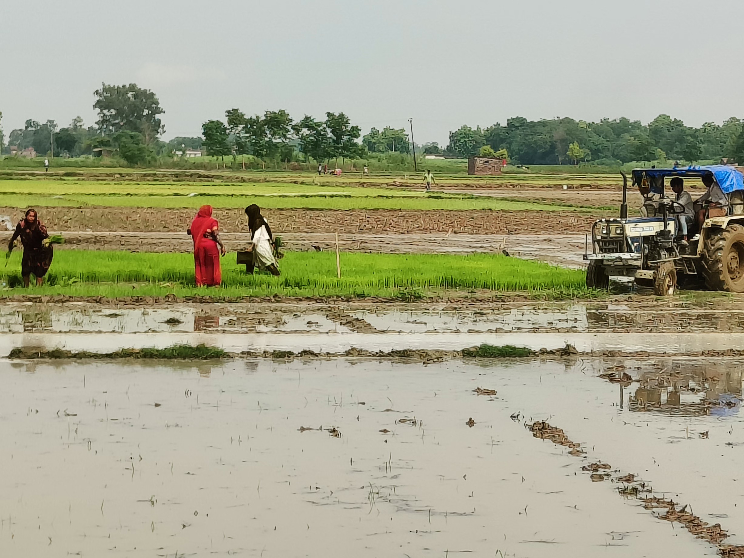 Rajasthan Fields