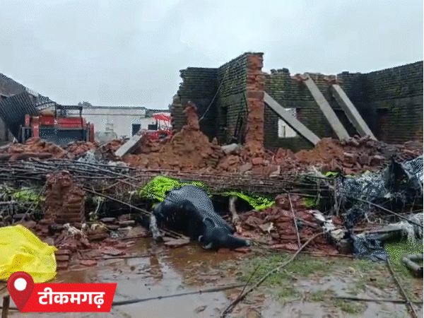 टीकमगढ़ में एक मकान गिर गया, जिससे 3 भैंसों की मौत हो गई।