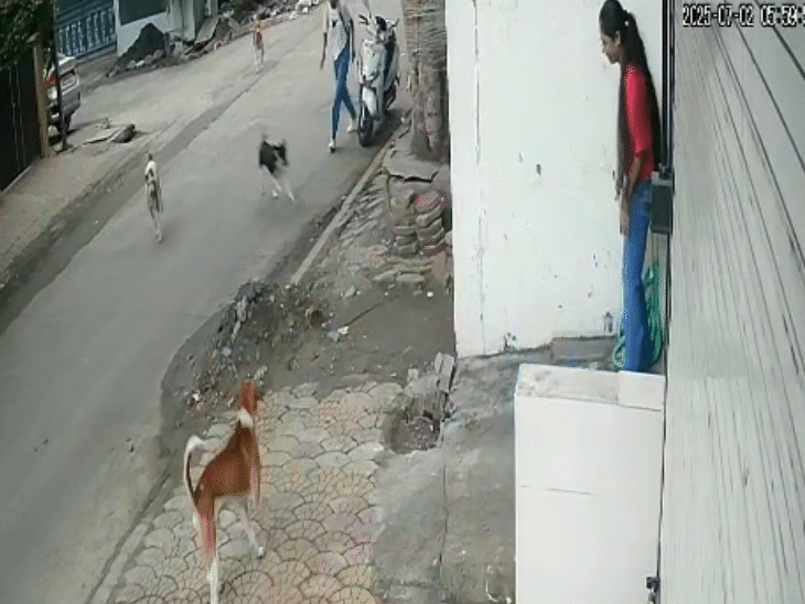 छात्रा की सहेली ने गाड़ी रोकी, वहां पड़े पत्थर उठाकर कुत्तों को भगाया।