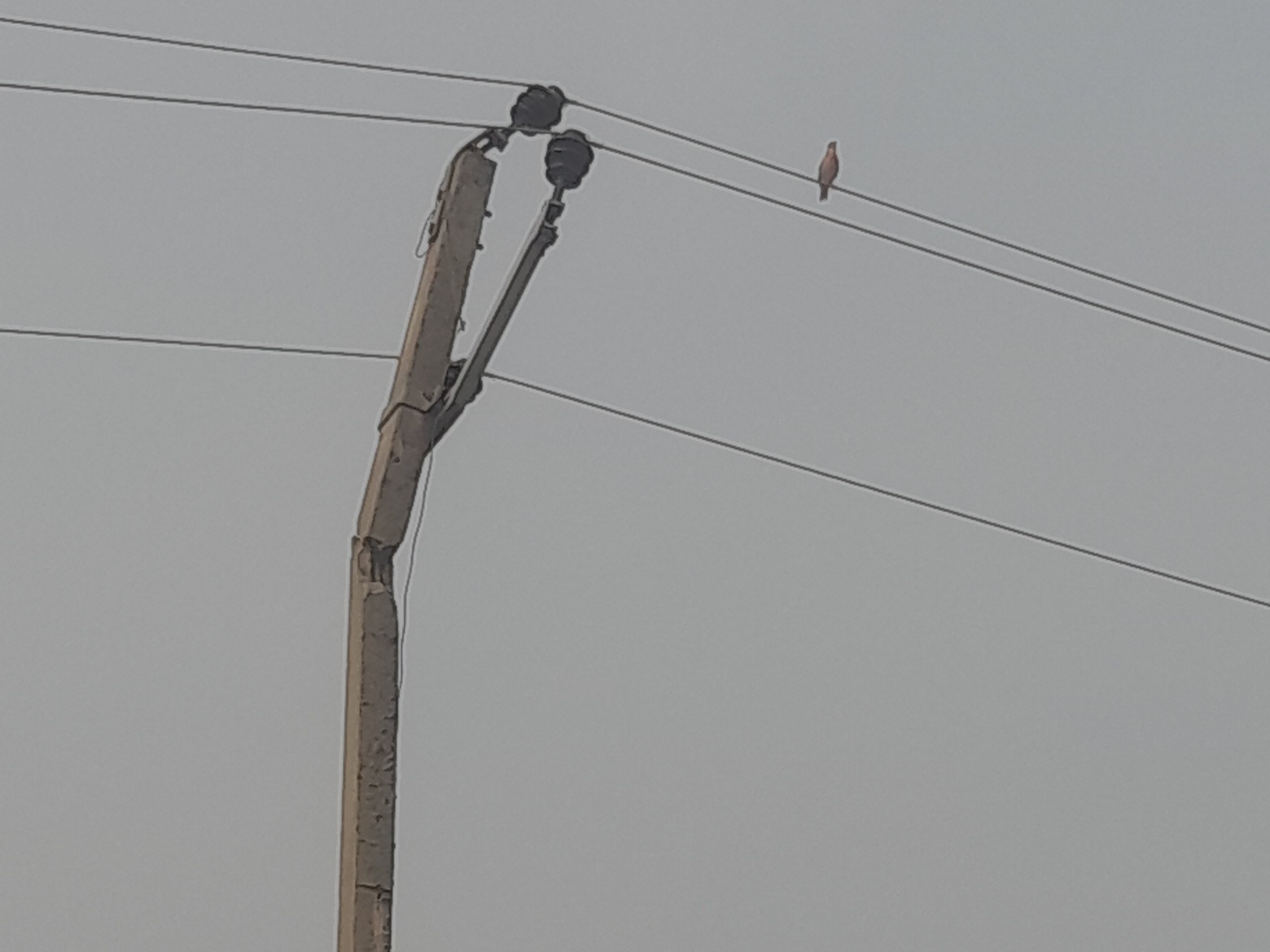 Electricity pole in Bani Koder is dilapidated | बनी कोडर में बिजली का ...