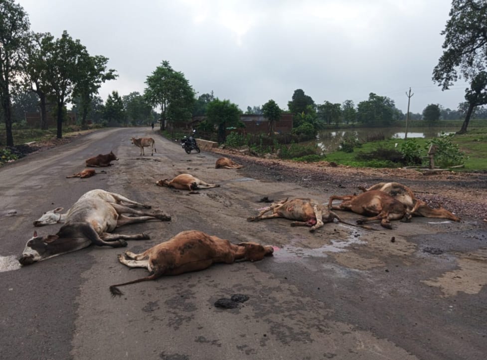 सुबह लोगों ने देखा तब सड़क पर मरे पड़े थे मवेशी।