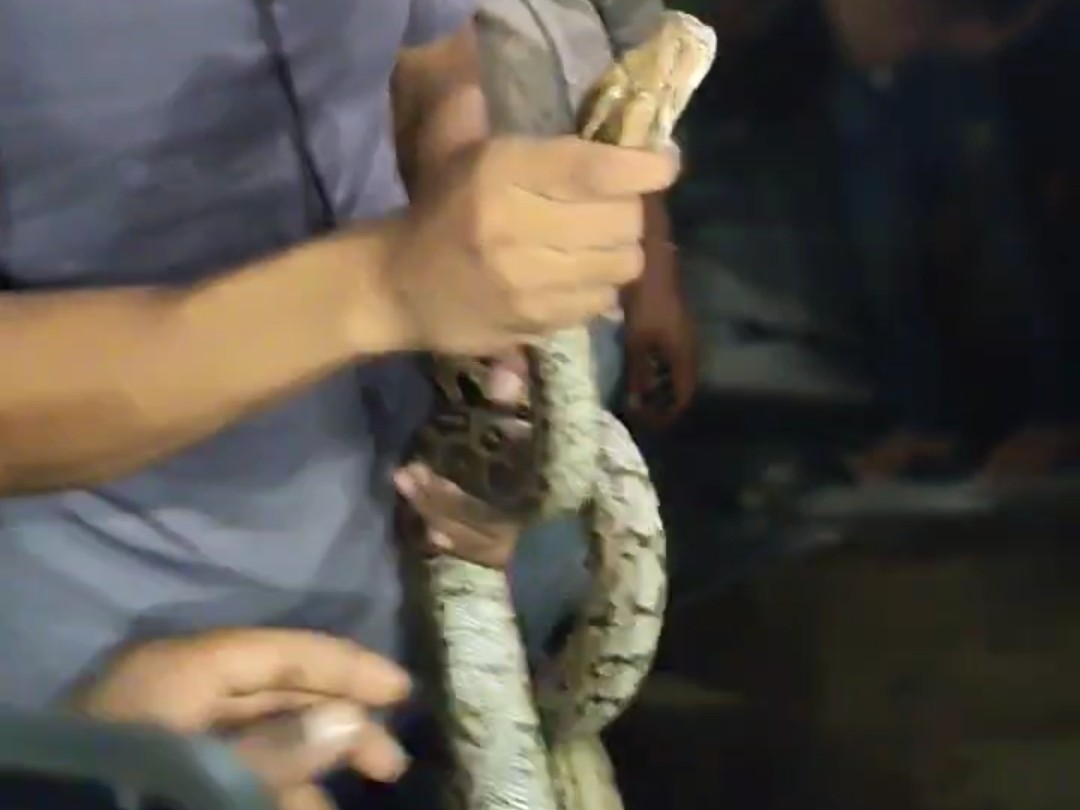 6 feet long python seen in Kanpur