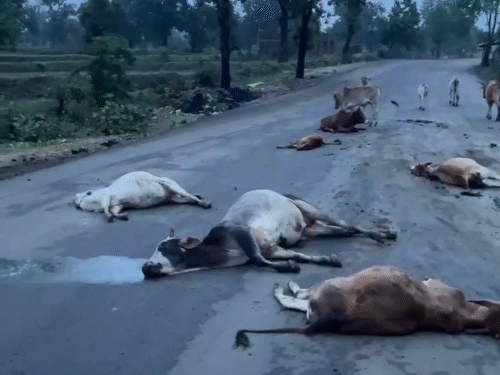 रतनपुर से पेंड्रा जाने वाले मार्ग पर बारीडीह के पास सड़क पर गाय, बैल और बछड़ों के झूंड बैठे थे।