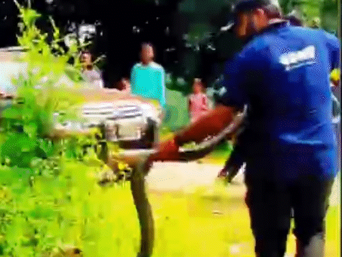 अविनाश का किंग कोबरा पकड़ने वाला वीडियो सोशल मीडिया में वायरल हो रहा है।
