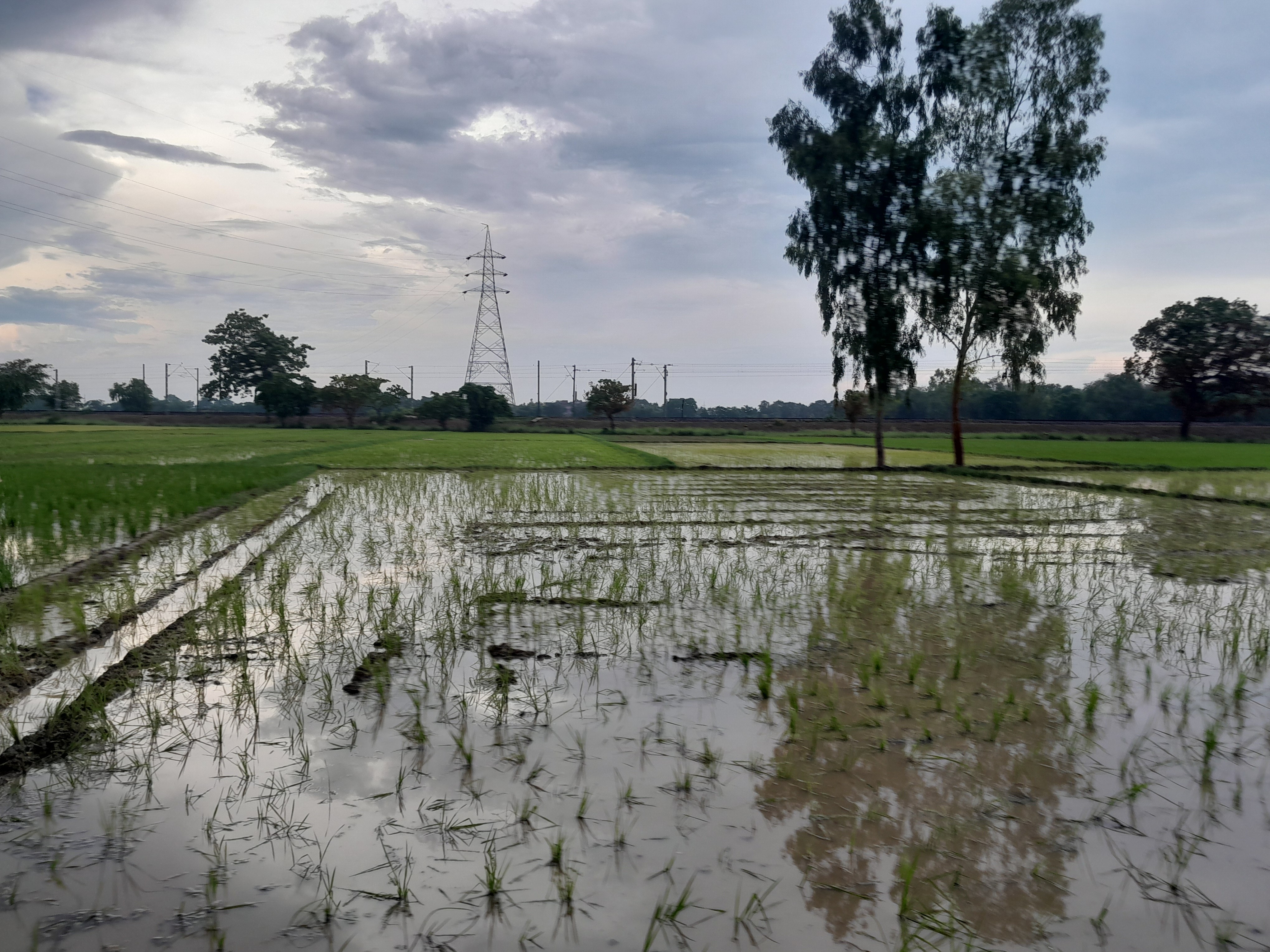Rain brings relief to farmers in Bhatni, Deoria, Deoria Dainik Bhaskar