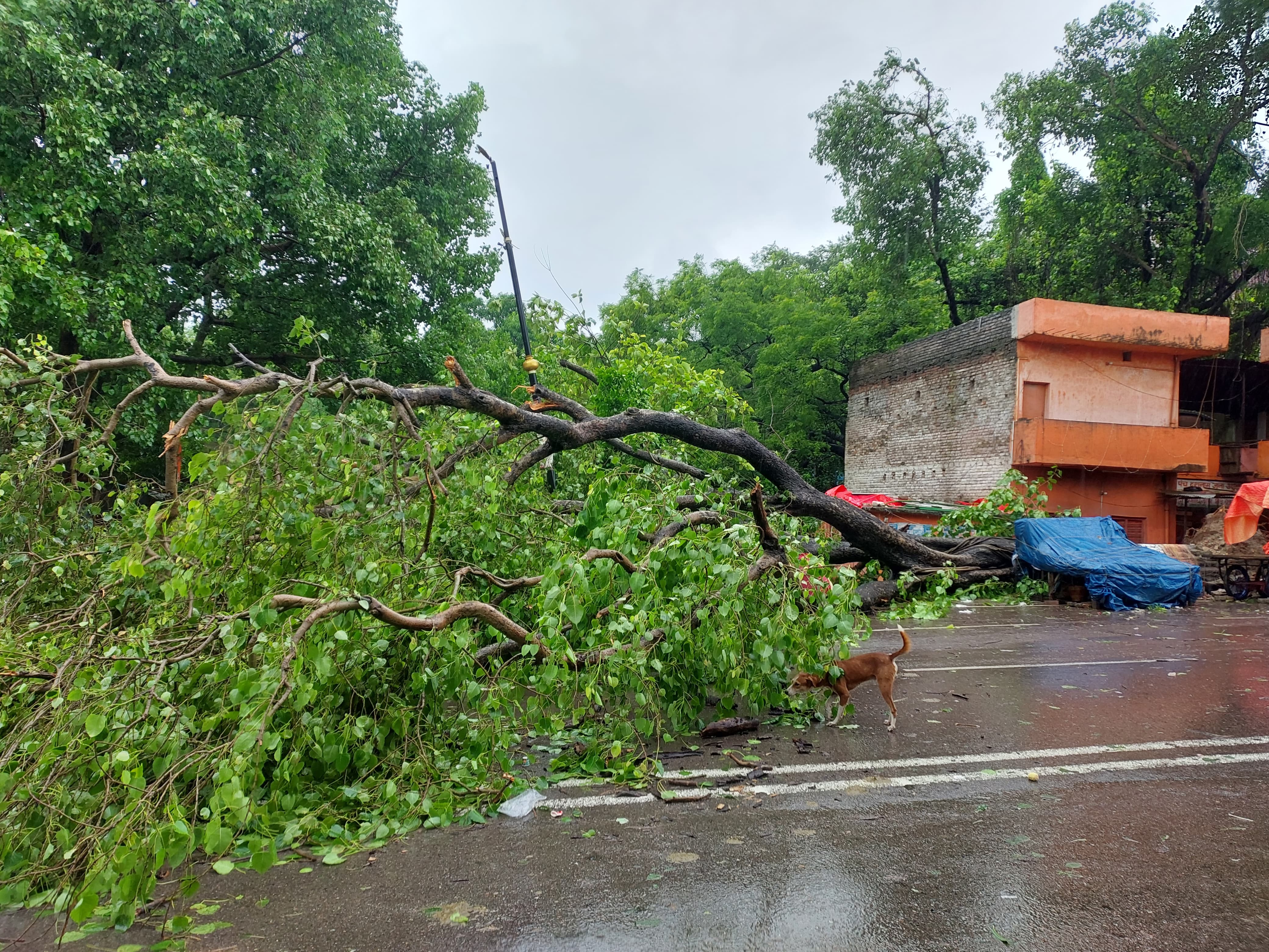 संगम क्षेत्र में बारिश से गिरा पीपल का पेड़