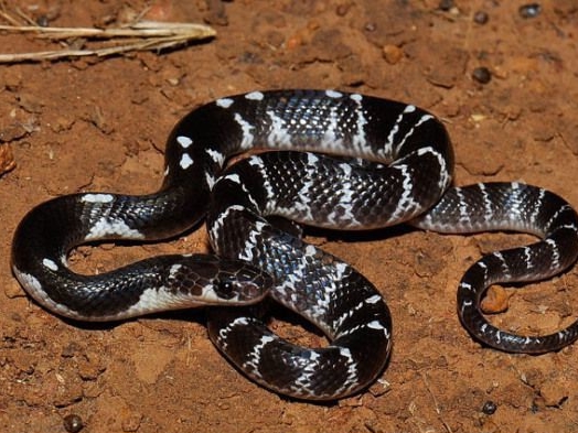 सांप के डसने से 2 साल के बच्चे की मौत: मां-पिता के साथ सोया था, घर में घुसकर काटा; CHC से लेकर देवघर AIIMS तक गए परिजन - koderma News