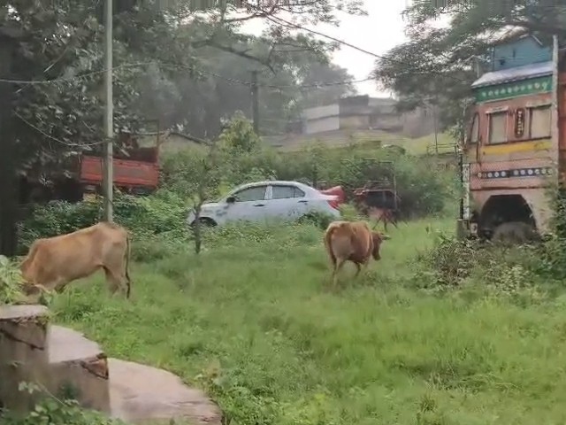 थाने में ही सभी जब्त जानवरों को रखा गया है।