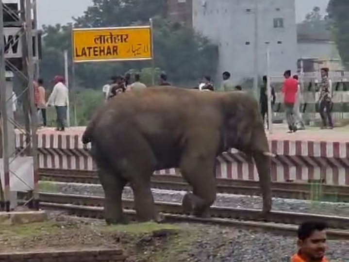 शहर के इलाके में घूमने के बाद हाथी स्टेशन की ओर चला गया।