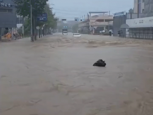 South Korea has been receiving heavy rains for the last 5 days. - Dainik Bhaskar