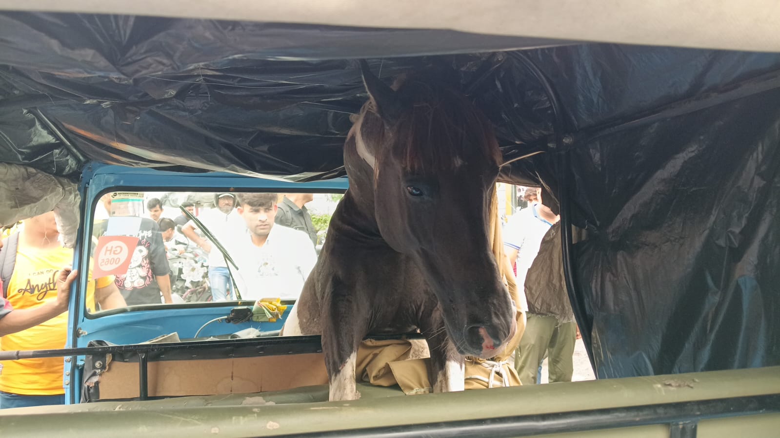 काफी देर तक घोड़ा ऑटो में इसी तरह करीब 20 मिनट तक फंसा रहा। उसे चोट भी आई है।