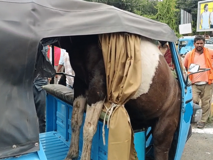 घोड़े ने ऑटो से बाहर निकलने की कोशिश की तो उसका मुंह पीछे की तरफ फंस गया।