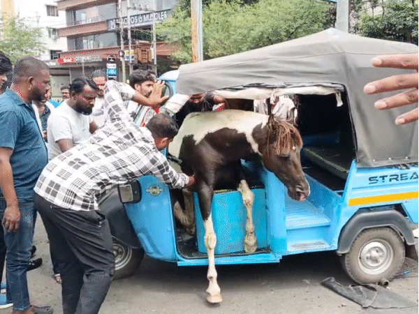ऑटो में ड्राइविंग सीट पर घोड़ा इस तरह फंस गया।