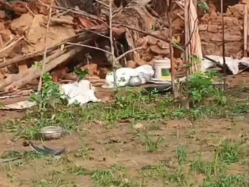 हाथियों ने कच्चे मकानों को तोड़ दिया है।