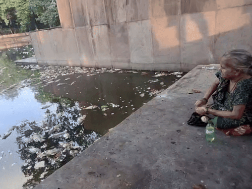हरतीरथ की शिला देवी ने मृत मछलियों को भी डाला दाना।