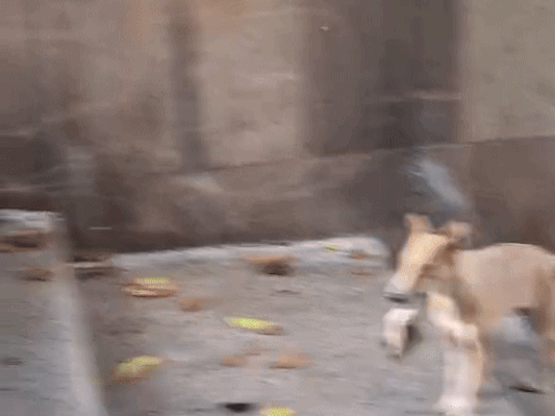 अब कुत्ते भी मछलियां कुंड से ले जाकर खा रहे हैं।