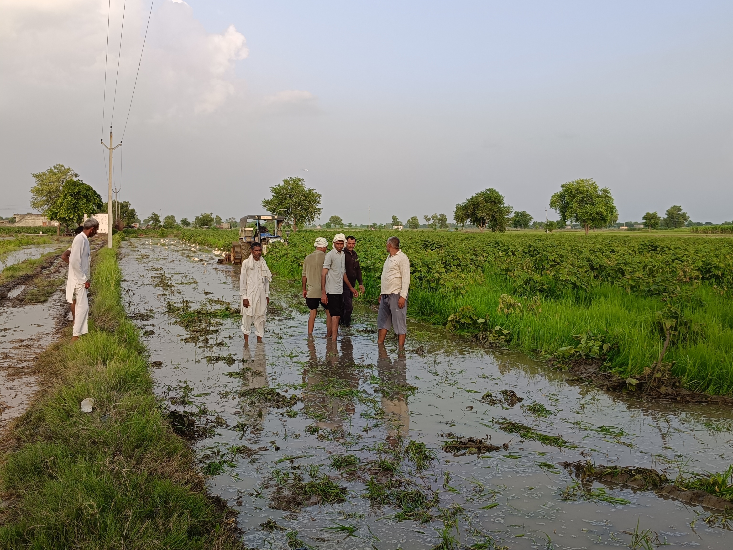 खड़ी फसल पर ट्रैक्टर चलते हुए किसान