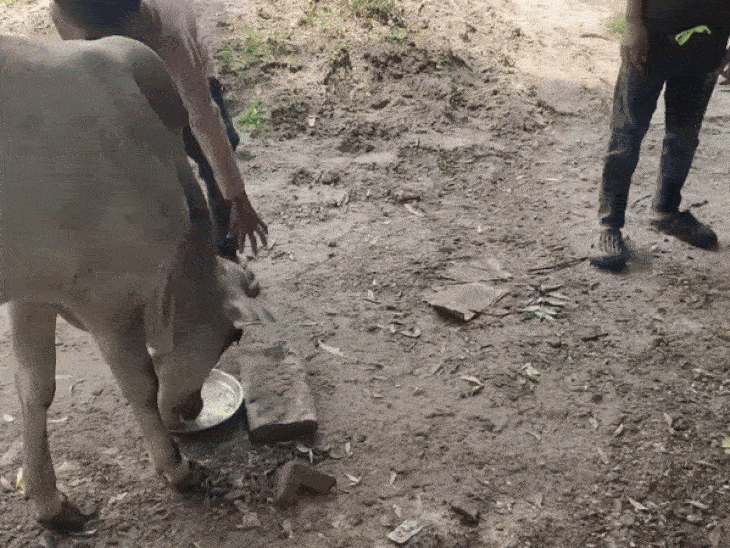 खाना लेते ही कुछ बच्चों ने उसे गाय के सामने डाल दिया।