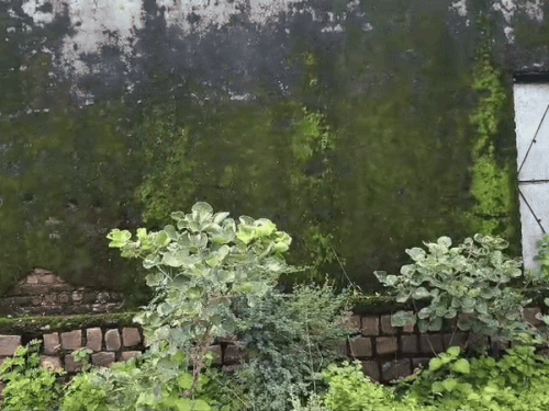 The school walls were damp on the walls.
