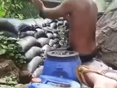 On Friday morning, the Cambodian army started firing on the Thai army.