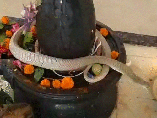 मंदिर में रखे लोटे में सांप ने मुंह डाला।