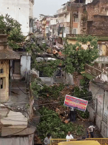जयपुर के 12 भाइयों के चौराहे पर एक शिव मंदिर में 200 साल पुराना पेड़ गिर गया। इससे मंदिर व आसपास के घरों को नुकसान पहुंचा है।