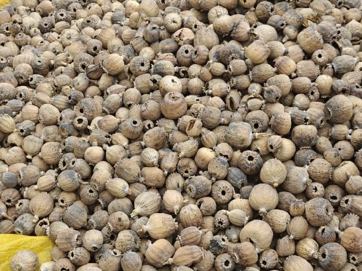 डोडाचूरा को नीमच से जोधपुर के लिए लेकर जा रहे थे।