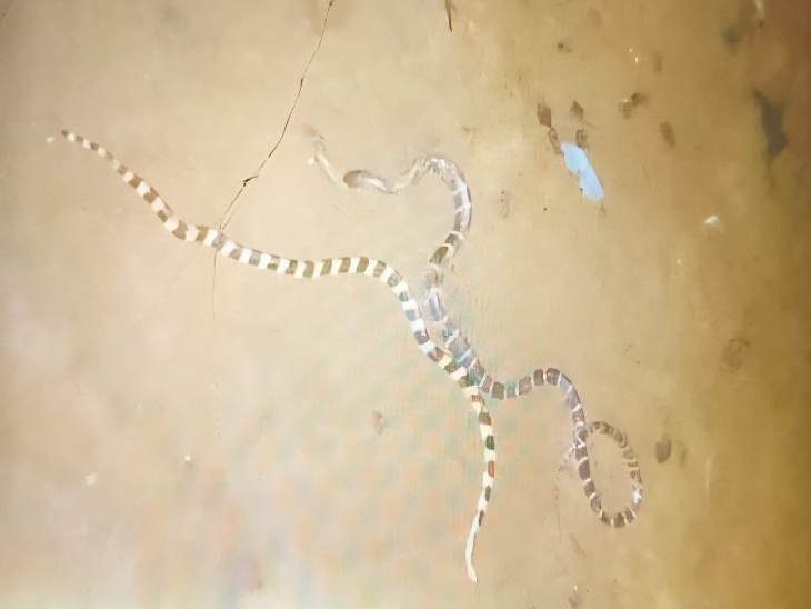 बच्ची को डसने के बाद परिजनों को सांप का मारा।